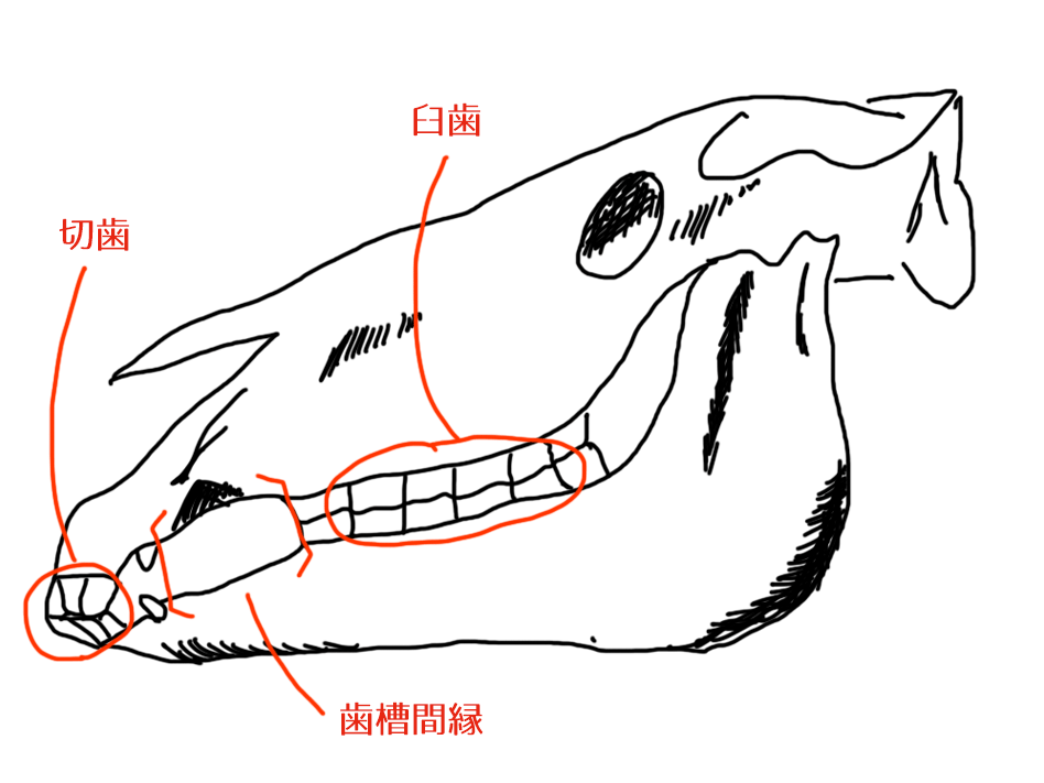 【馬の頭蓋骨】切歯・臼歯・歯槽間縁の図