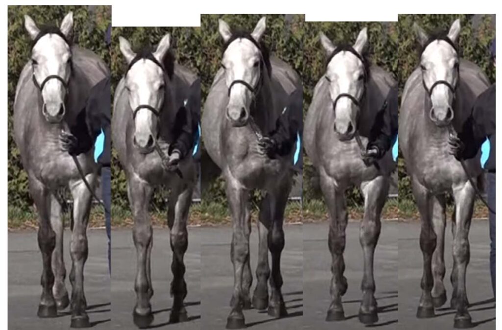 【馬体診断講座／馬の能力・上半身編】首の上下動が下手な馬