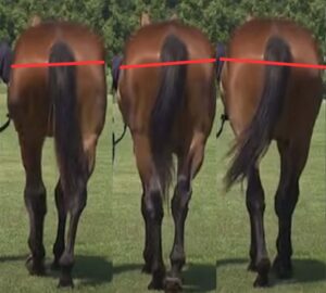 【馬体診断講座／馬の能力・下半身編】骨盤のブレが小さい馬