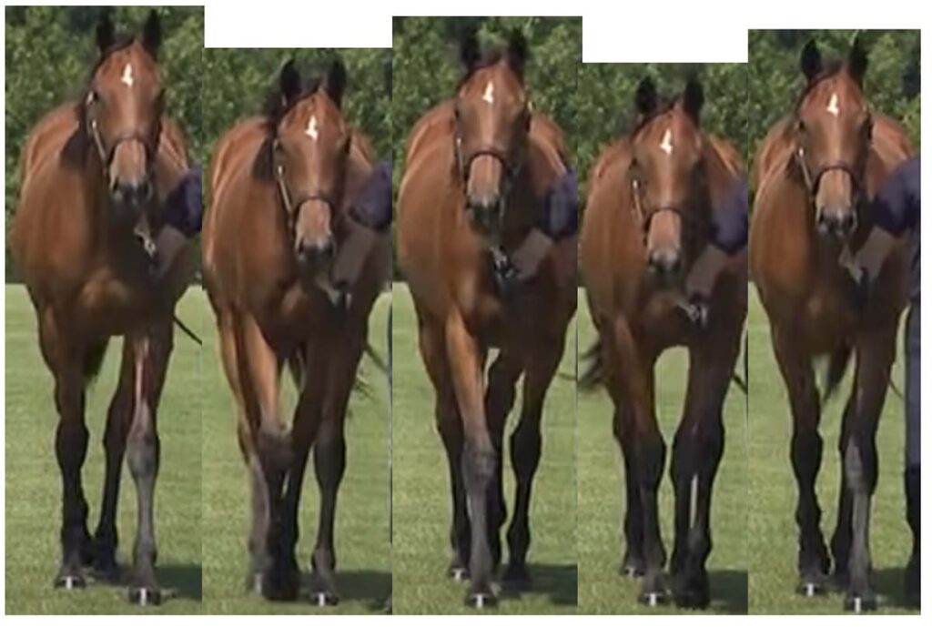 【馬体診断講座／馬の能力・上半身編】首の上下動が上手い馬