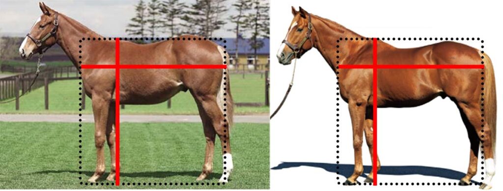【馬体診断講座／距離適性編】体高と体長が成す四角形が正方形に近い馬および幼少期と成馬後の比較（オルフェーヴル）