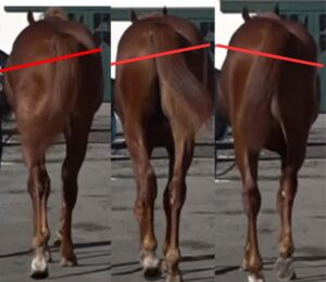 【馬体診断講座／馬の能力・下半身編】骨盤のブレが大きい馬