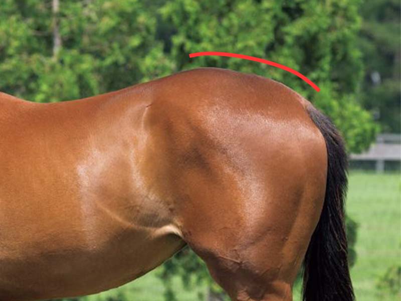 【名馬の馬体診断】アーモンドアイ・尻の形