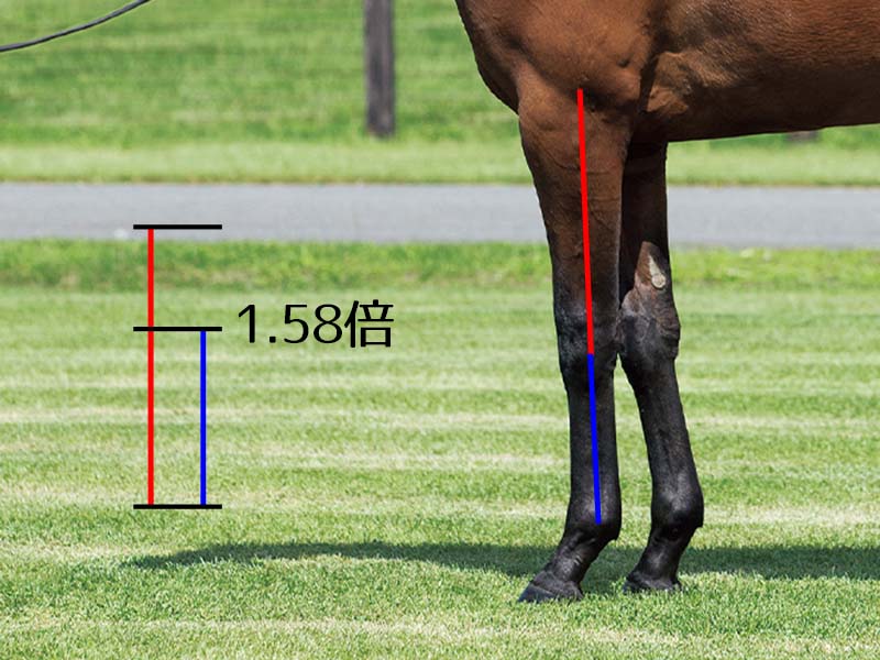 【名馬の馬体診断】インディチャンプ・前腕と管の比