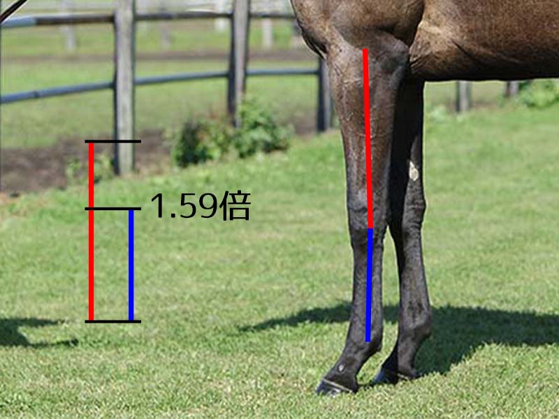 【名馬の馬体診断】デアリングタクト・前腕と管の比