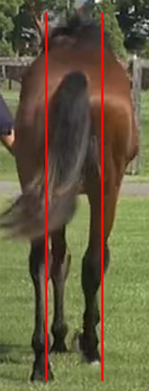 【名馬の馬体診断】ブラストワンピース・後肢の肢勢