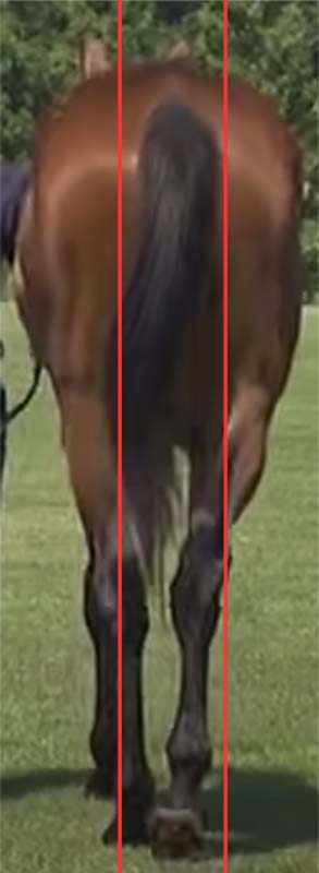 【名馬の馬体診断】アーモンドアイ・後肢の肢勢