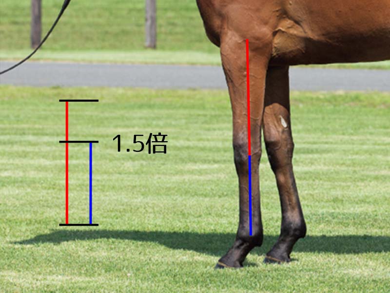 【名馬の馬体診断】ブラストワンピース・前腕と管の比