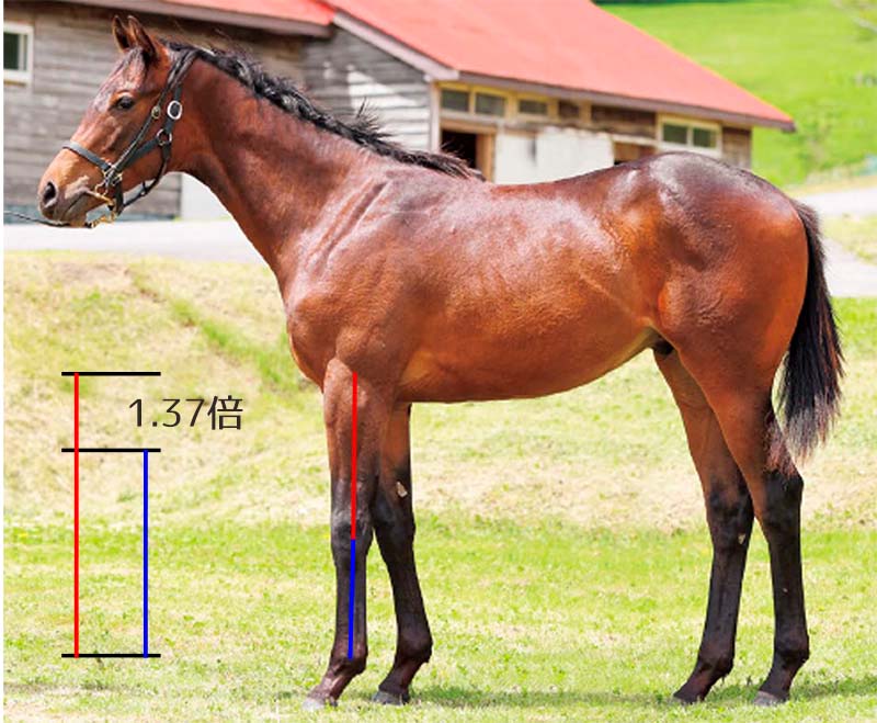 【馬体診断講座／馬の能力・上半身編】前腕と管の比が一般的な馬（ドリームオブジェニー20）