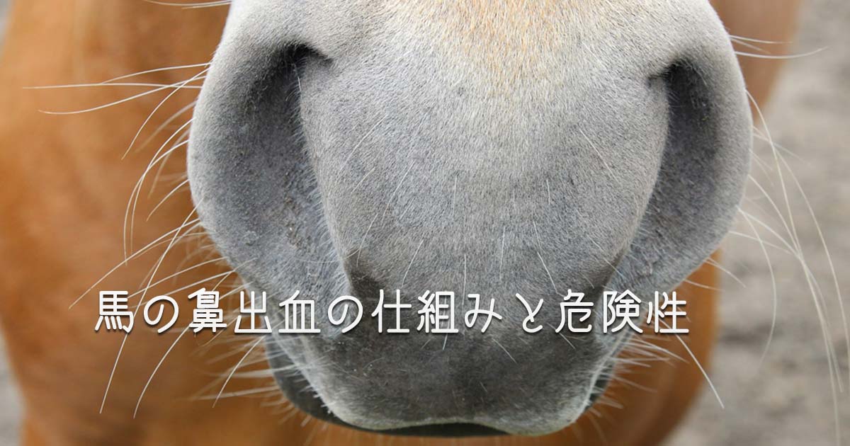 【馬コラム】馬の鼻出血の原因と影響アイキャッチ