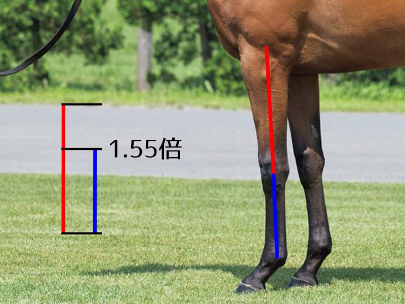 【名馬の馬体診断】アーモンドアイ・前腕と管の比