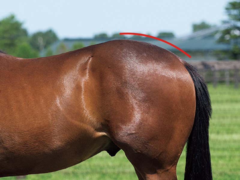 【名馬の馬体診断】インディチャンプ・尻の形