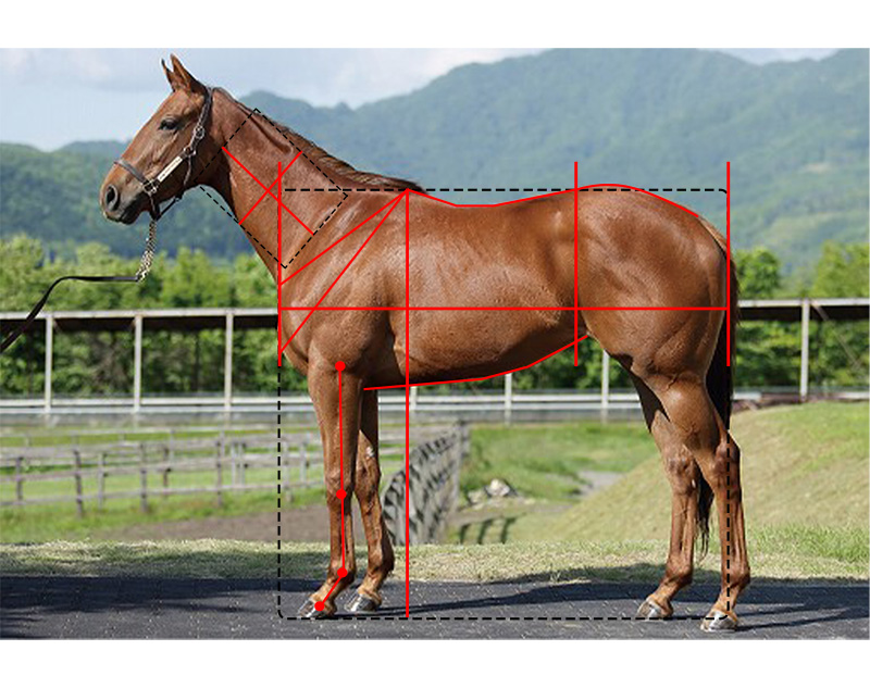 【ノルマン】ロトクレドールの20馬体診断