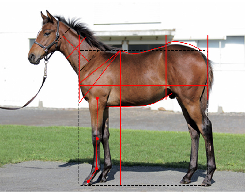 【ユニオン】デライトポイント21馬体診断