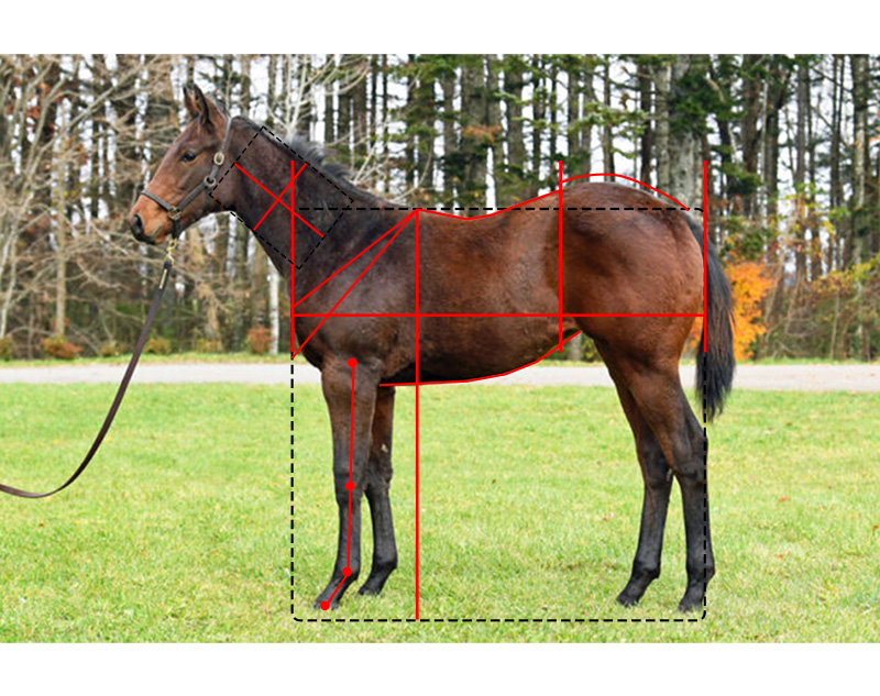 【ローレル】マチャプチャレ21馬体診断