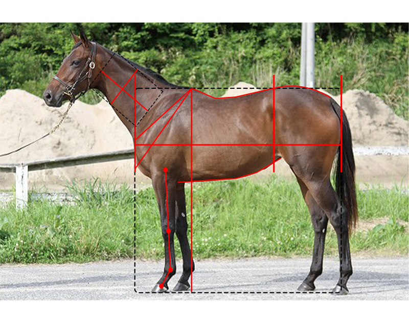 【ノルマン】セニョールプロムの20馬体診断