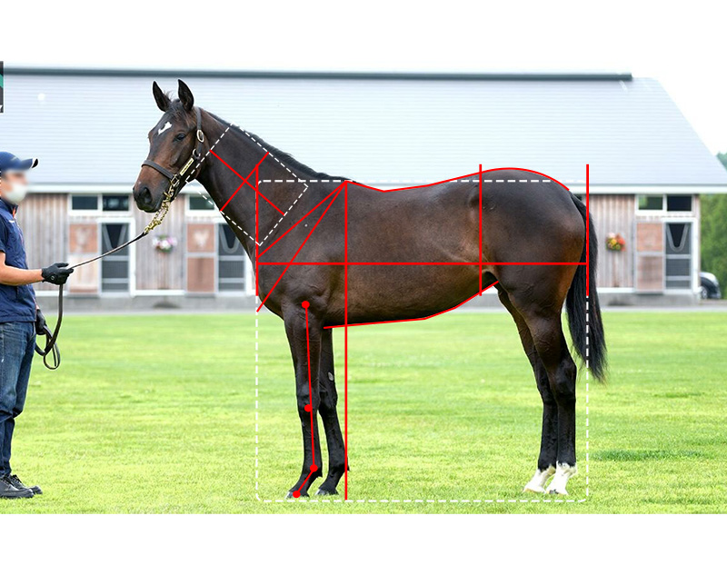 【ＤＭＭバヌーシー】パンデリング2021馬体診断