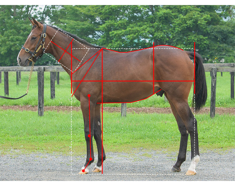 【YGG】ルールザユニバースの21馬体診断