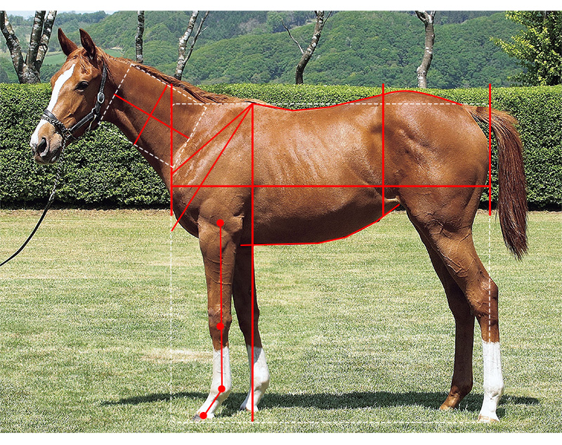 【ウインレーシングクラブ】ウインミモザの21馬体診断