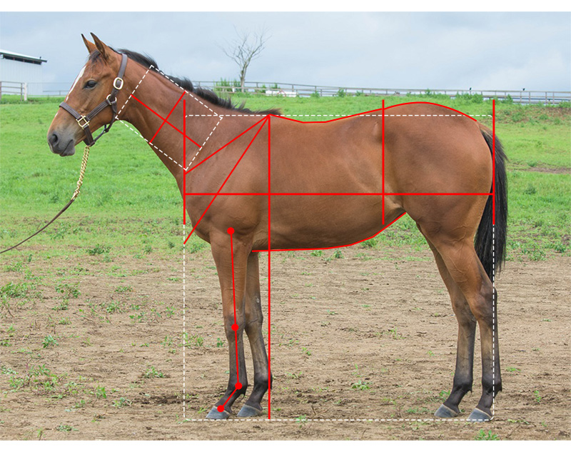 【YGG】シンラバンショウの21馬体診断
