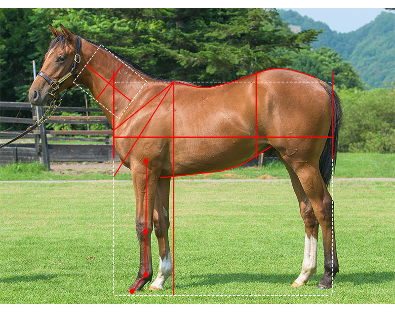 【YGG】クリストフォリの21馬体診断