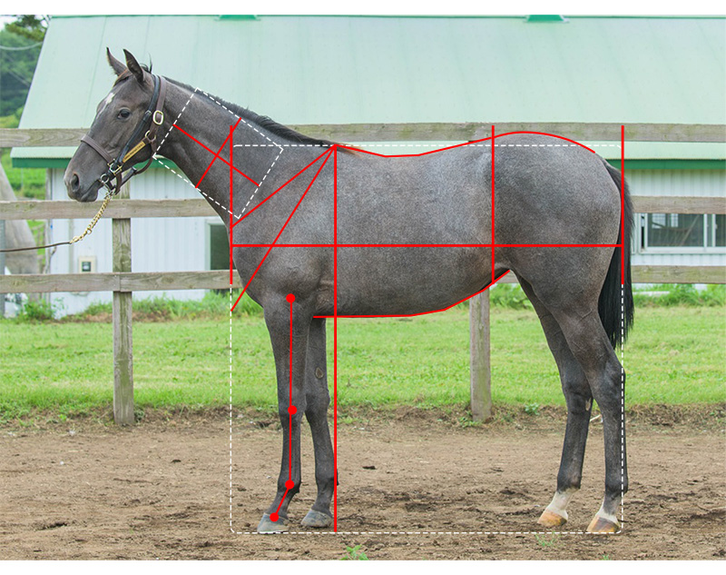 【YGG】ノボレインボーの21馬体診断