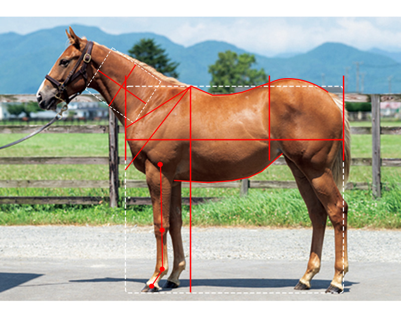 【インゼル】No.16 アルーリングハートの21馬体診断