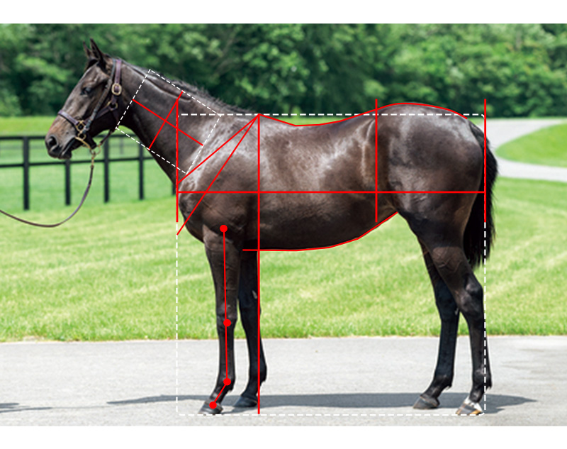 【インゼル】No.15 シャブリの21馬体診断