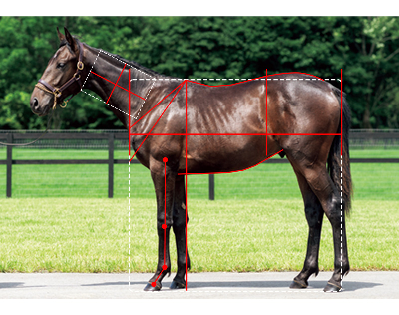 【インゼル】No.14 ユイフィーユの21馬体診断