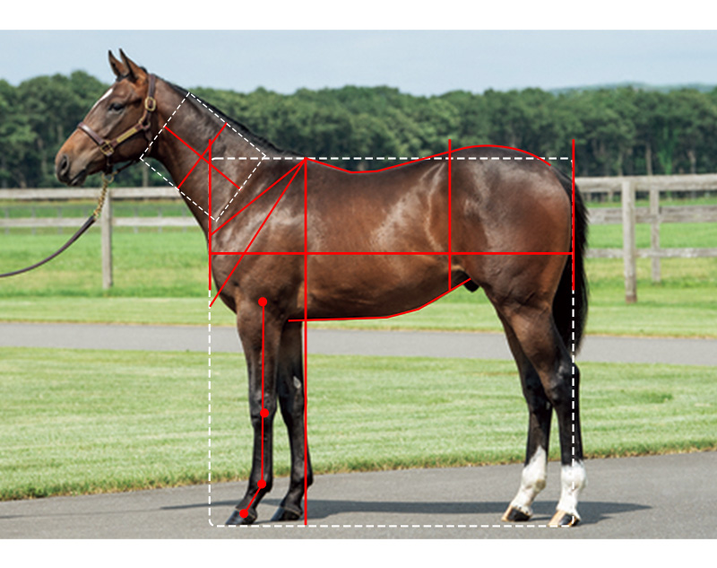 【インゼル】No.6 サラフィナの21馬体診断