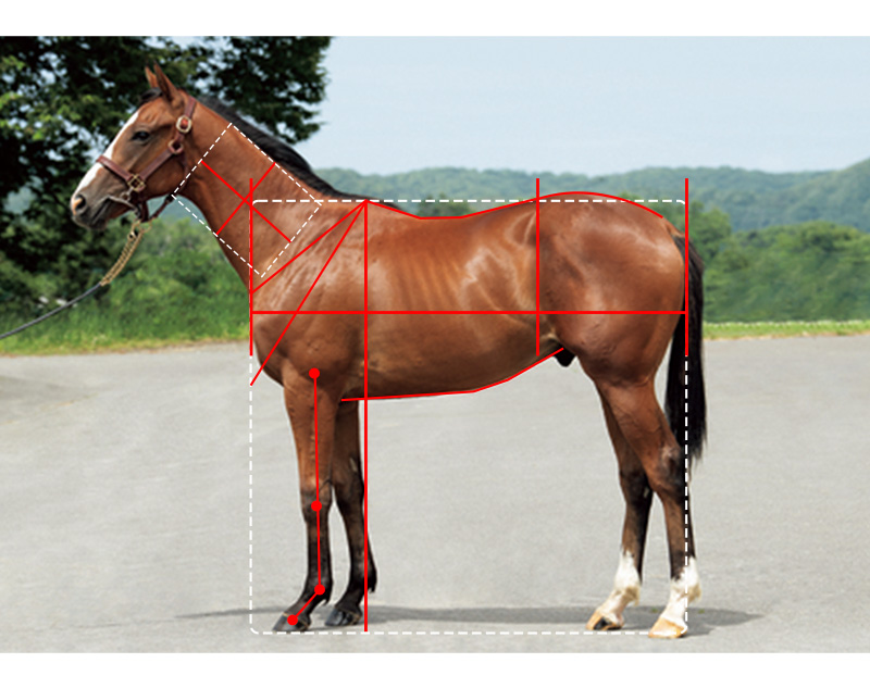 【インゼル】No.5 ゴルトキルシェの21馬体診断