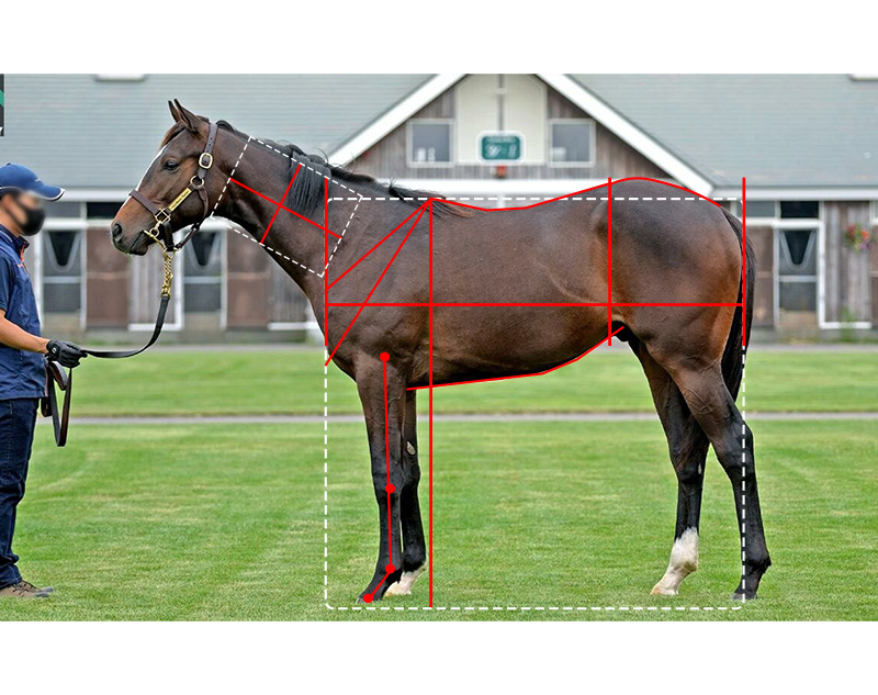 【ＤＭＭバヌーシー】ウィープノーモア2021馬体診断
