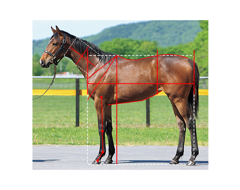 【ターファイト】16ラビングハート21馬体診断